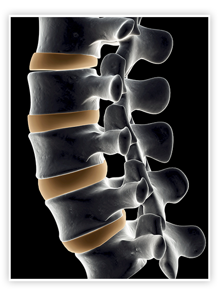vertebra nedir